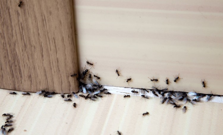 Lutte contre les fourmis